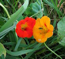 Tropaeolum majus (Garden Nasturtium) - CLICK TO ENLARGE PHOTO